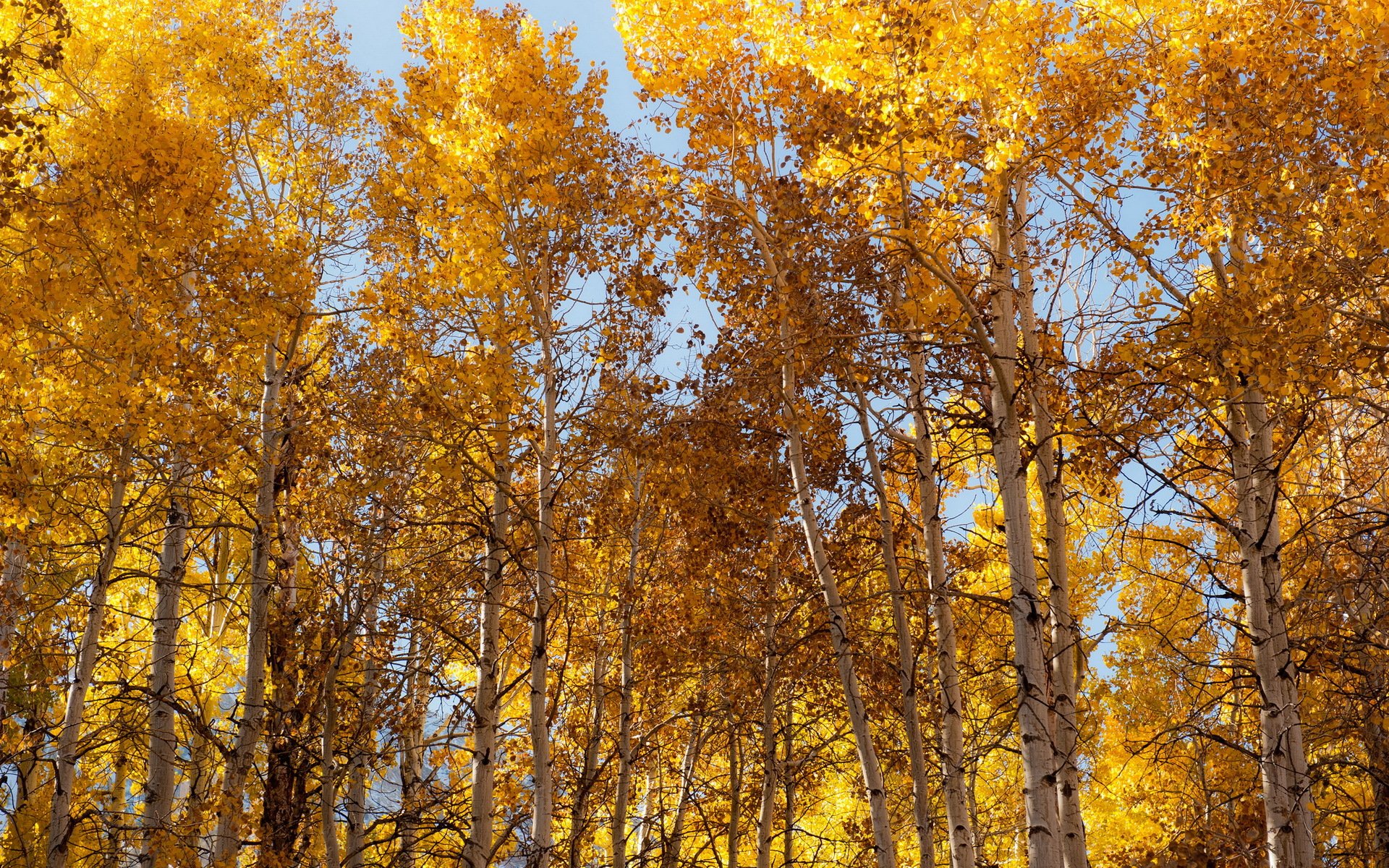 alberi autunno natura