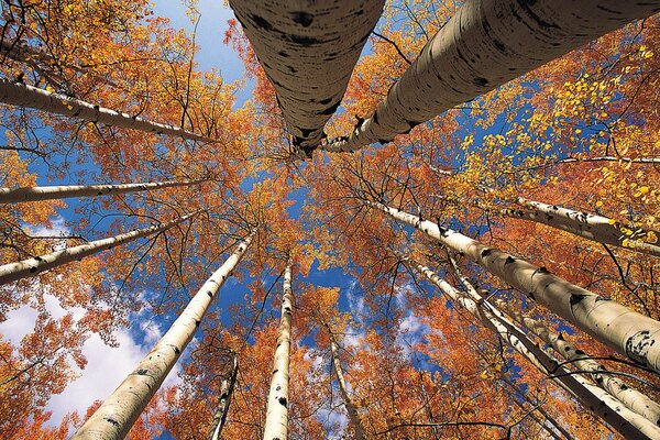 Fotografia di paesaggio autunnale con cielo