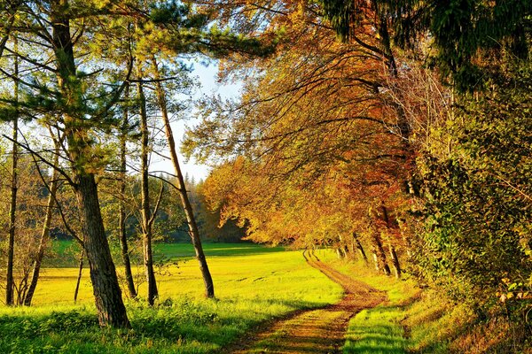 Wanderweg im Herbstwald an klaren Tagen