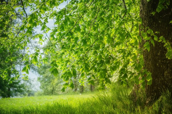 Guarda il mondo attraverso il velo verde delle foglie dell albero