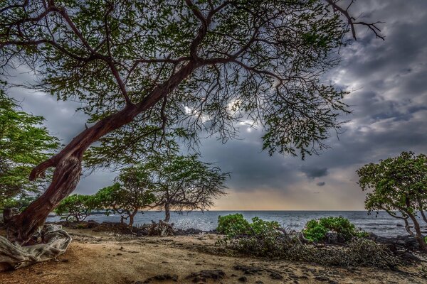 Un arbre incliné sous un ciel orageux