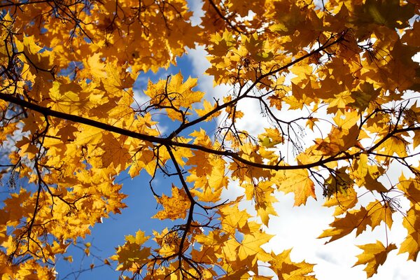 Żółte liście klonu na tle nieba