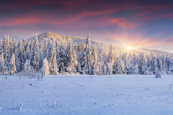 Winterlandschaft. Schneebedeckte Weihnachtsbäume