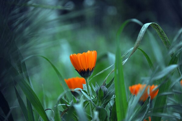 Le calendule sono belle nel prato