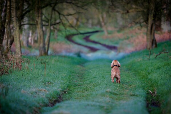 Chien perdu sur la route dans le champ