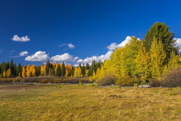 Осенние деревья в национальном парке штата вайоминг