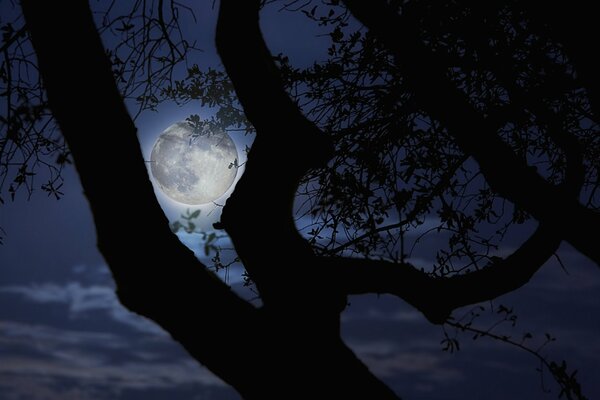 Nocny krajobraz. Księżyc widoczny przez gałęzie drzewa