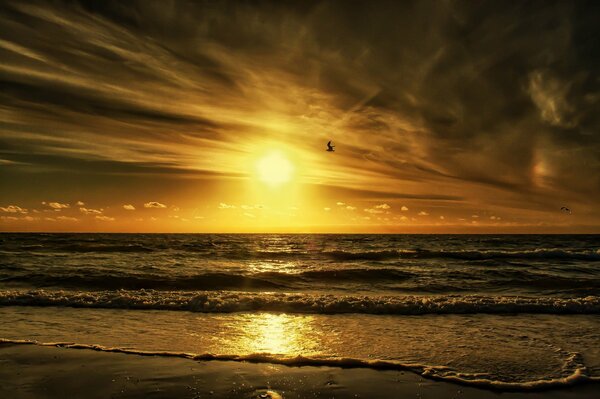 Schicker Sonnenuntergang mit Wolken und Vogel