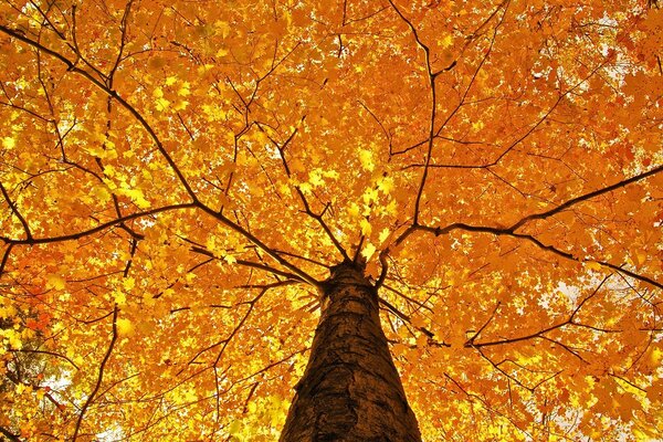 Feuilles jaunes vives sur le Lévrier