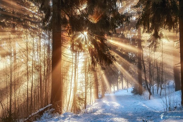 Winter forest in the sun