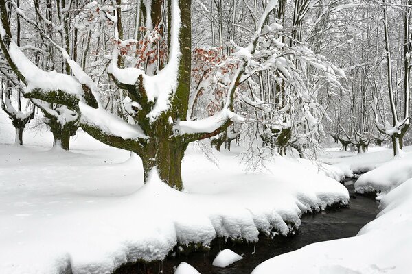 Fiume nella foresta invernale bella natura