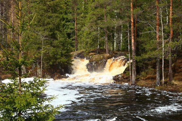 Gefangener Wasserfall im Nadelwald