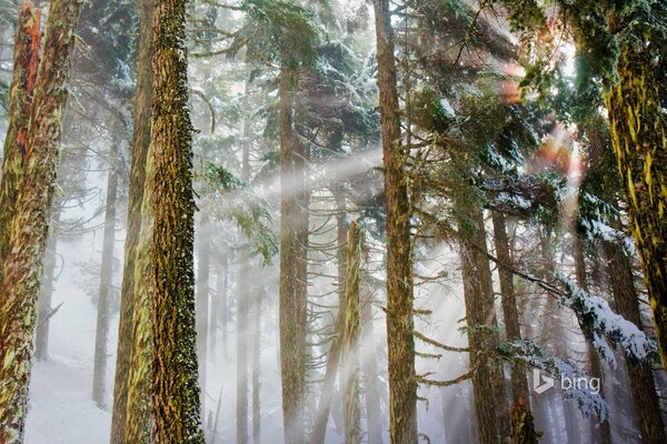 The sun breaks through the trees in the winter forest