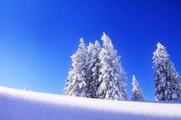 Frostiger Winterhimmel am Morgen. Schneebedeckte Fichte