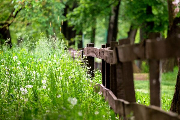 Riche verdure d été près de la clôture