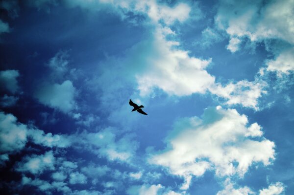 A seagull soaring in a cloudy sky