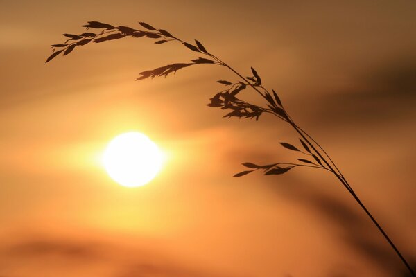 Épi solitaire sur fond de coucher de soleil