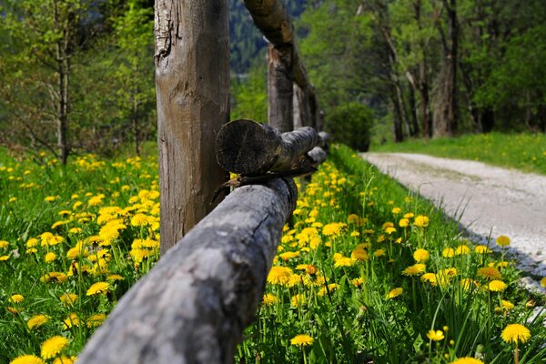 Pole mniszka lekarskiego w pobliżu wiejskiej drogi