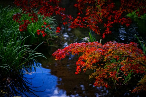 Herbstblumen blühen hell und lang