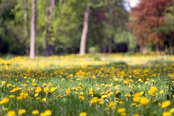 Gelbe Blumen im Sommer auf einer Waldlichtung