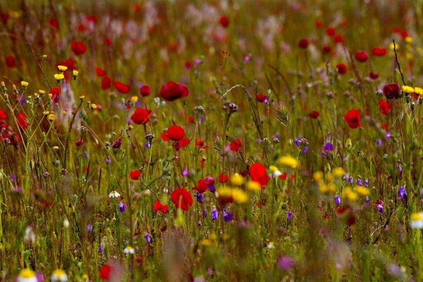 Summer motley grass color assorted