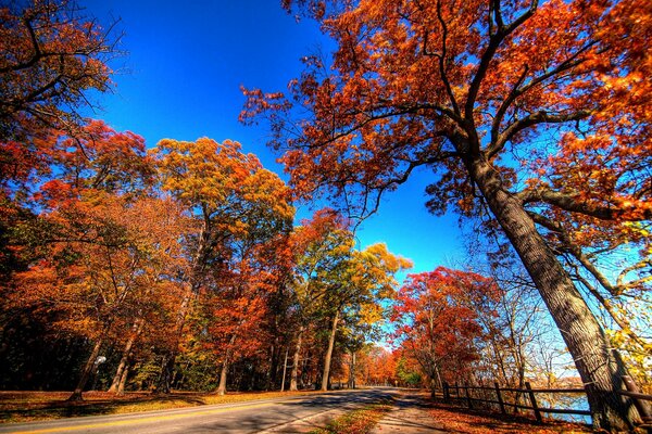 Route goudronnée à travers la forêt d automne