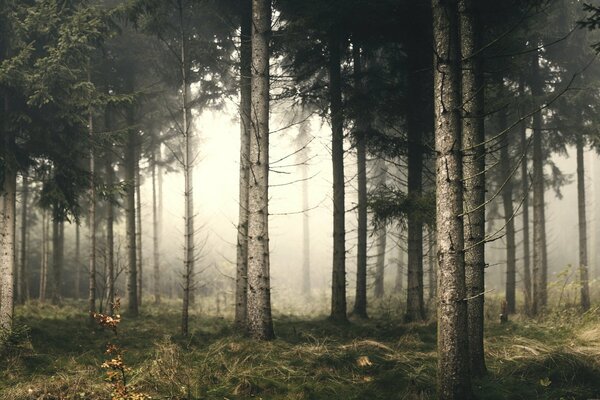 Paesaggio forestale con nebbia