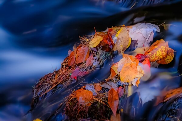 Les feuilles jaunes flottent sur le ruisseau