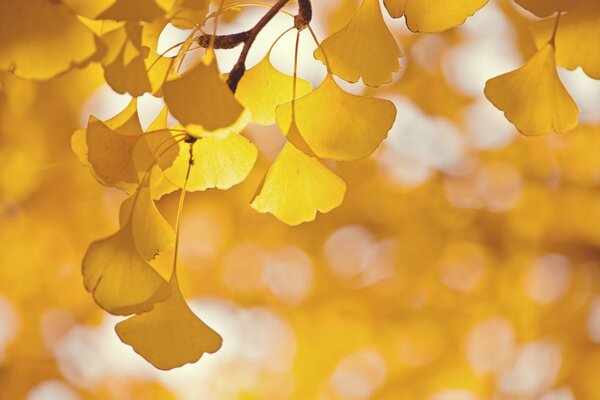Yellow ginkgo leaves in macro