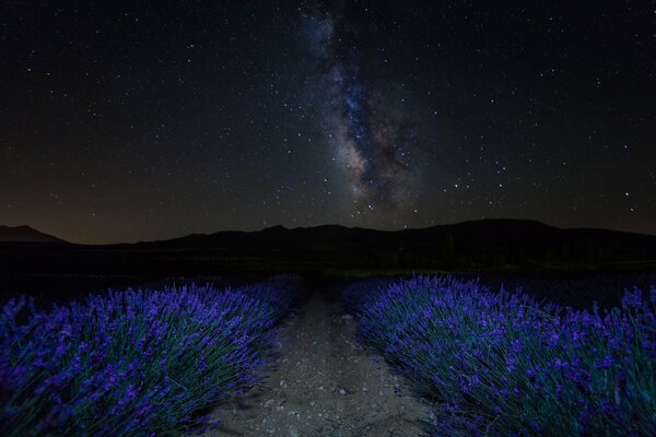 Cielo estrellado. Campo de lavanda