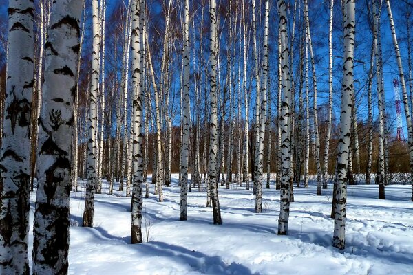 Bouleau bosquet hiver neigeux