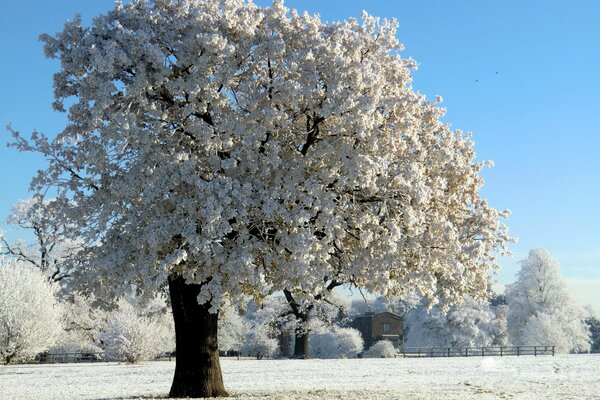 A tree in frost stands in an open field