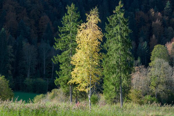 Autumn. three trees against a dark forest background