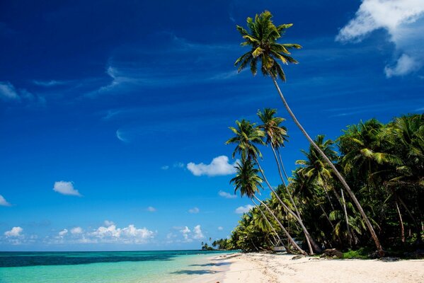 Fotografía de palmeras, mar, playa y cielo azul