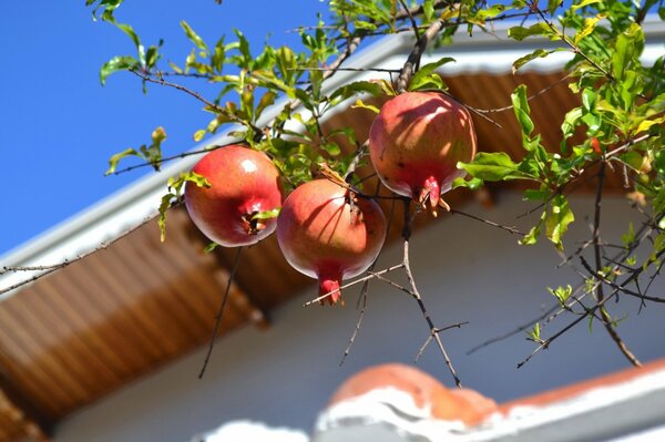 Reifer Granatapfel auf einem Ast