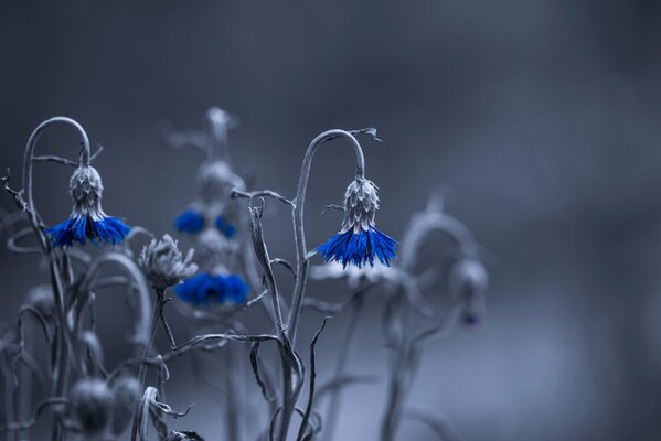 Kornblume im Bokeh