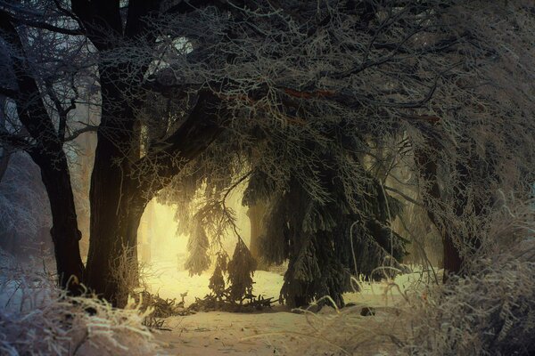 Parque de invierno cubierto de escarcha. Luz brillante en el bosque de invierno