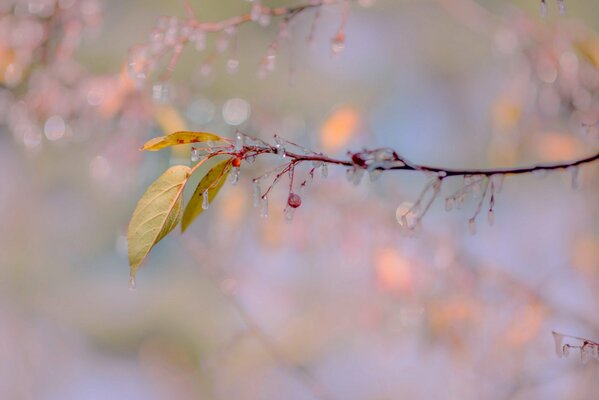 Frozen tree branch with berry