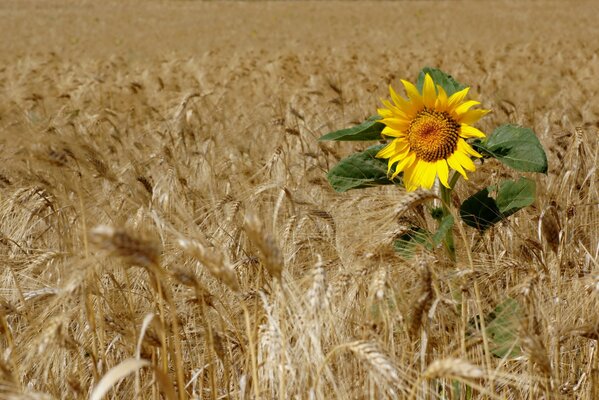 Bright sunflower in ears of rye