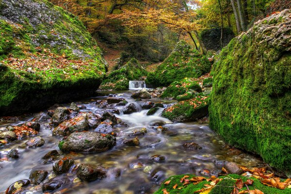 Ruisseau transparent parmi les rochers recouverts de mousse