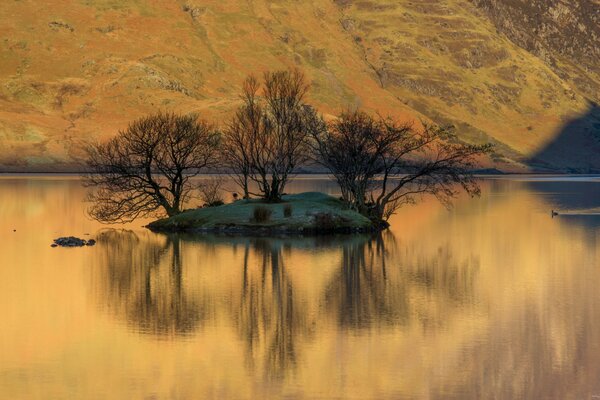 Îlot avec des arbres au milieu du lac