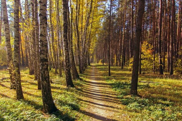 Sentier dans la forêt de bouleaux d automne