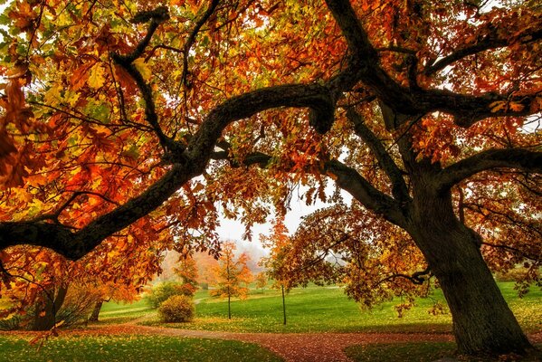 Bright autumn colors on the trees and the road in the park