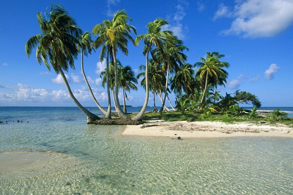 An uninhabited island with palm trees and sand