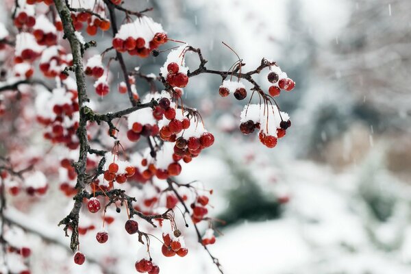 Bayas de invierno bajo la nieve