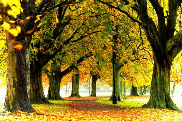 Paisaje de otoño en el parque en un paseo