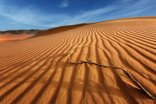 Branche sur les barkhans de sable dans le désert