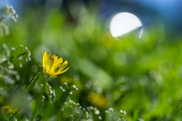 Fiore giallo nel prato