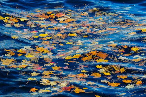 Feuilles d automne dans l eau froide de la rivière