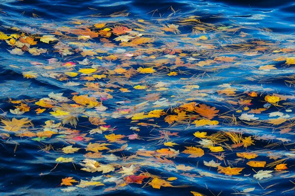 Foglie d autunno nell acqua fredda del fiume